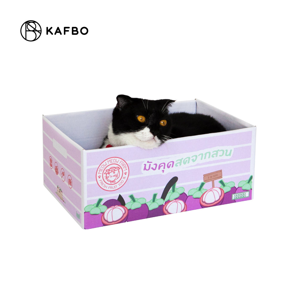 Cat Box - Mangosteen