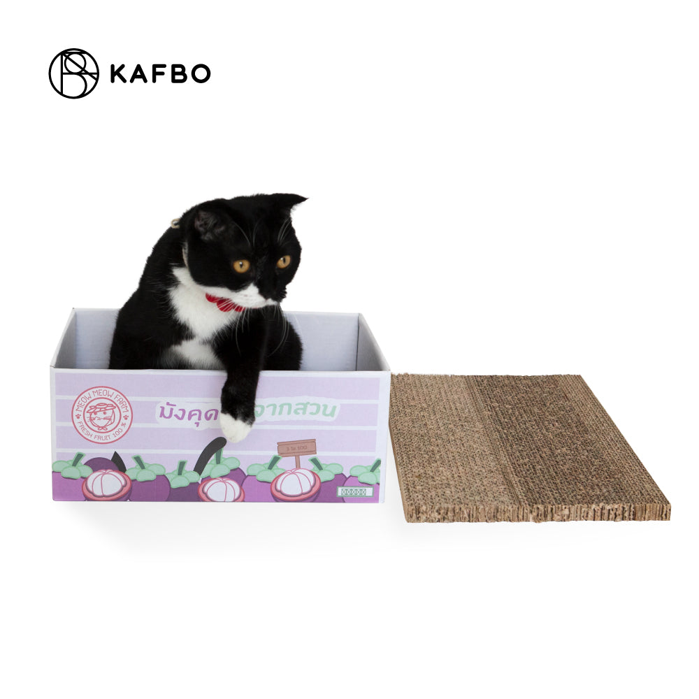 Cat Box - Mangosteen